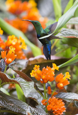 Colibri de Guadeloupe