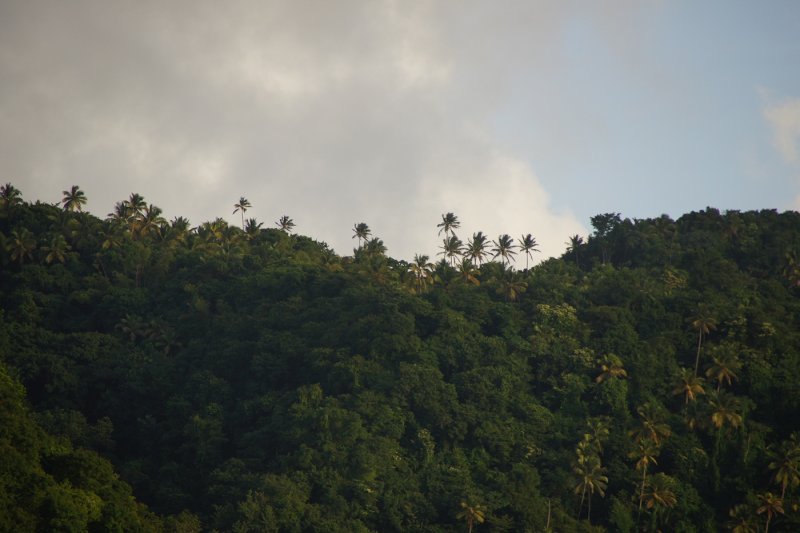 St. Lucias tropical foliage