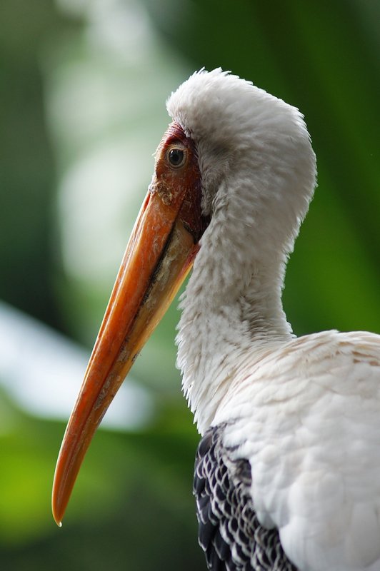 Painted stork