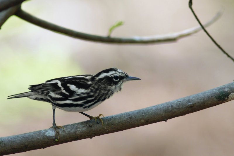 Black and white warbler