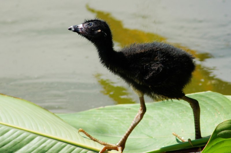 Baby purple gallinule