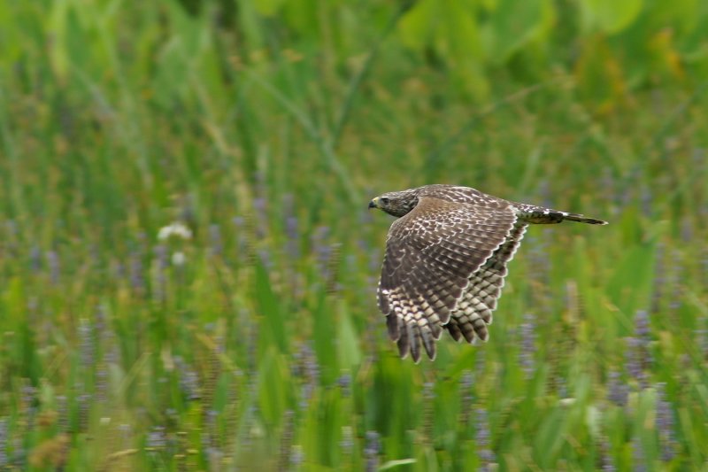 Red shouldered hawk