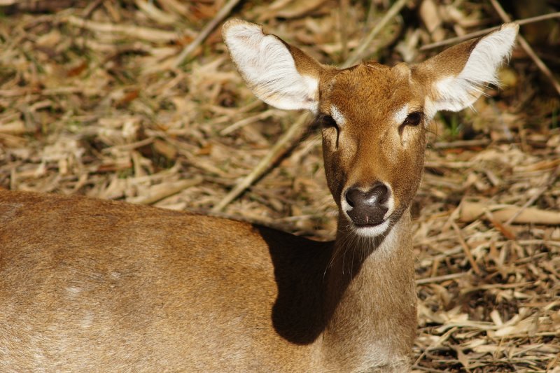 Asian deer