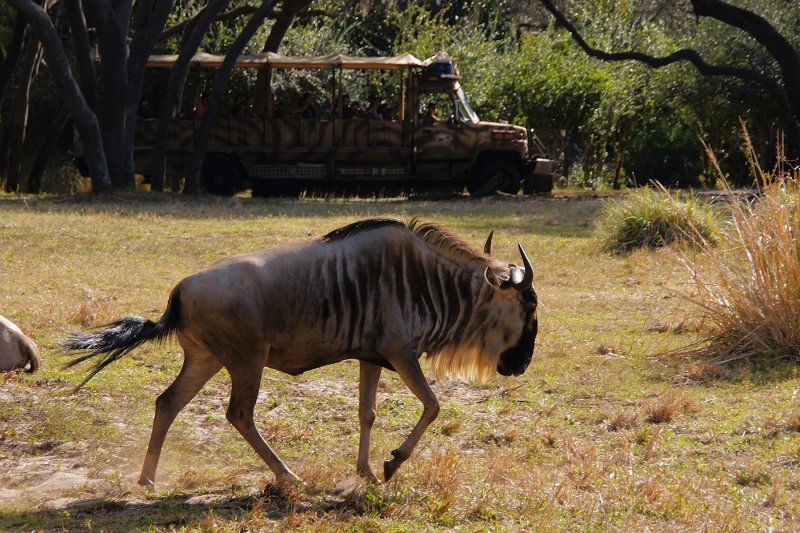 Wildebeest