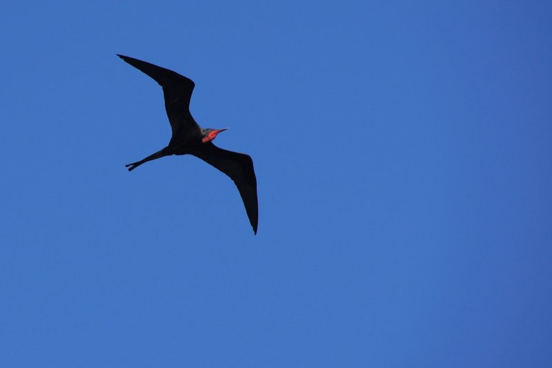 Magnificent frigatebird soaring overhead