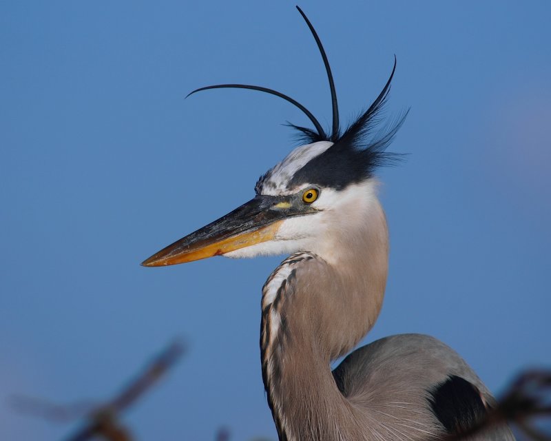 Great blue heron with a mohawk
