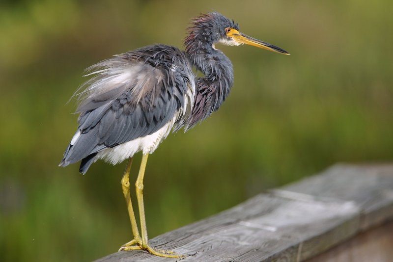 Tricolor heron