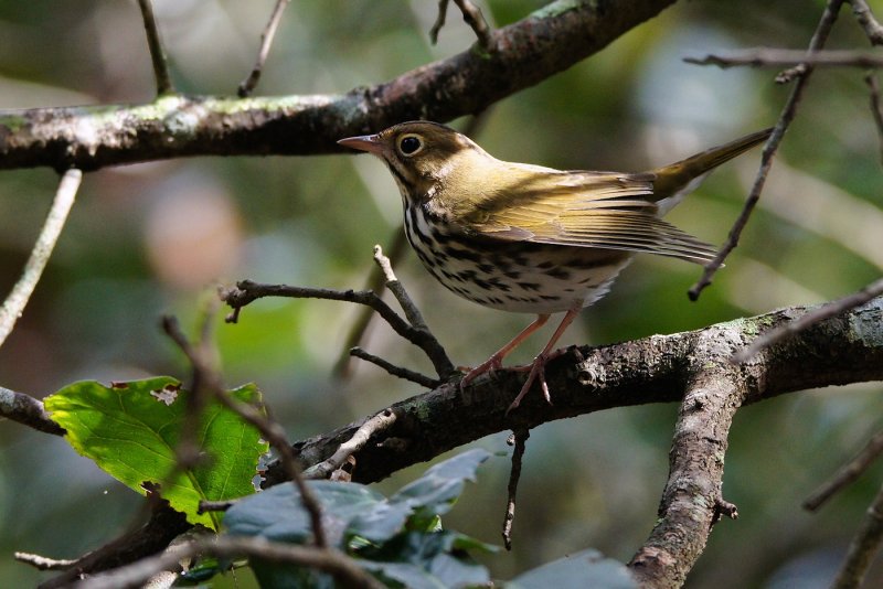 Ovenbird