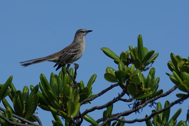 Bahama mockingbird