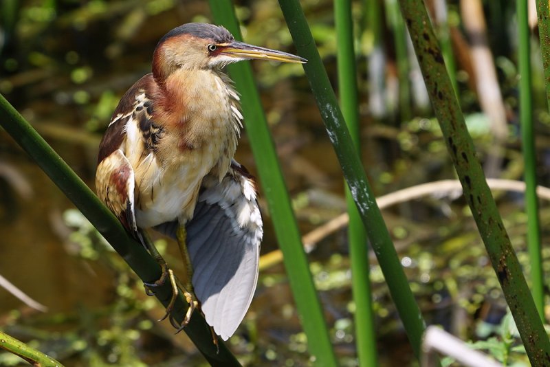 Least bittern stretching its wings
