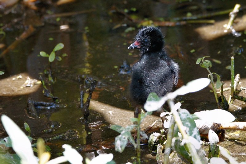 Adorable baby purple gallinule