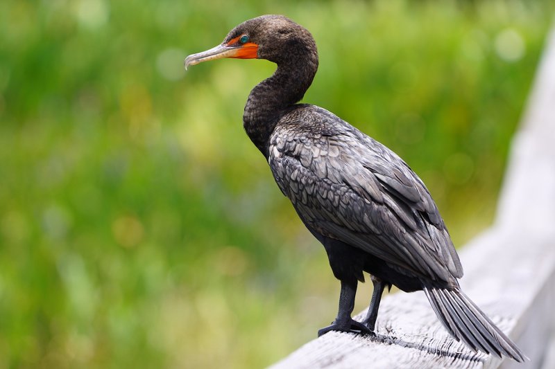 Double-crested cormorant on the rail