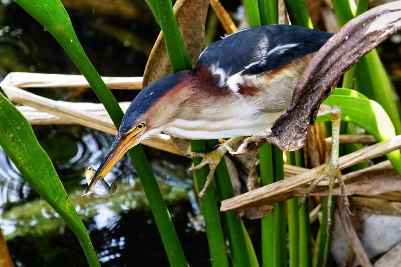 Least bittern with a fish