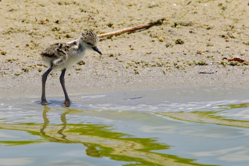 Black-necked stilt chick at the shore