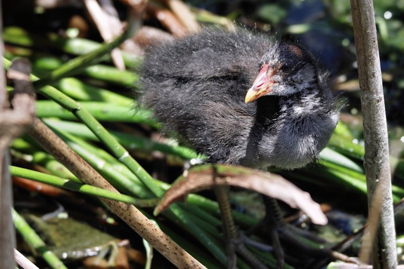 Baby moorhen