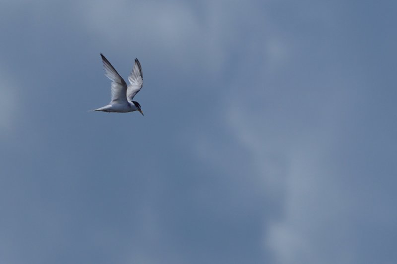 Least tern looking for fish