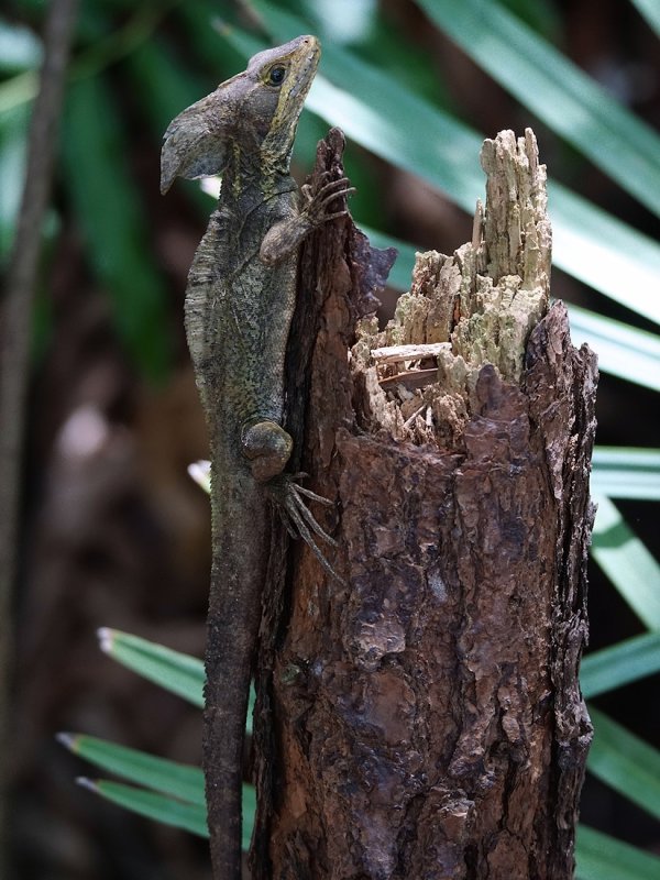 Basilisk lizard