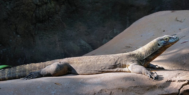 Komodo dragon sunning itself