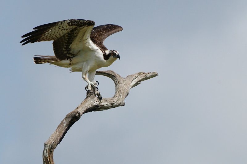Osprey landing on a snag