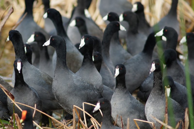 American coots