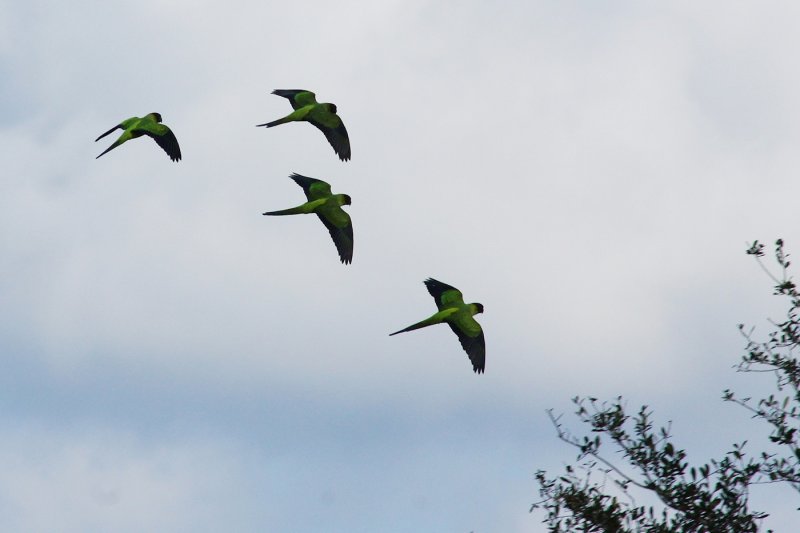 Black-hooded Nanday parakeets
