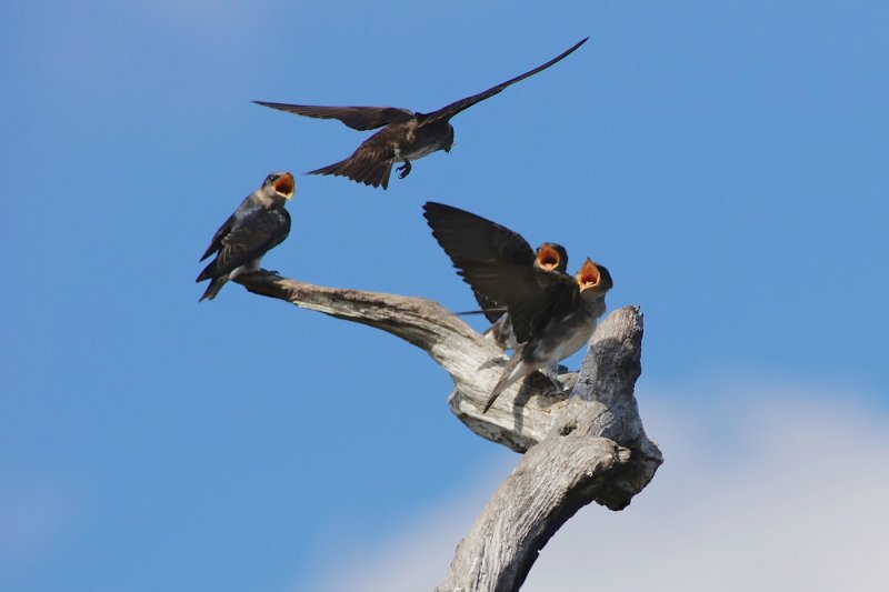 Tree swallow