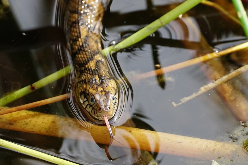 Snake trying to evade the bittern