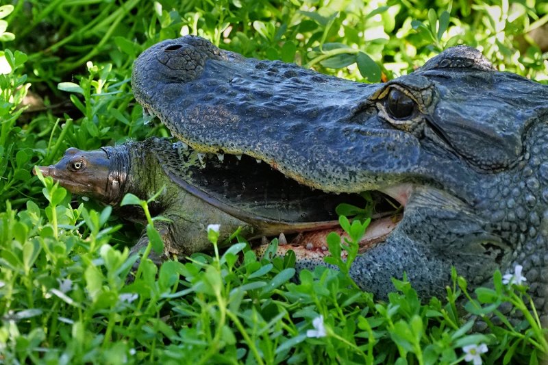 Alligator got a softshell turtle