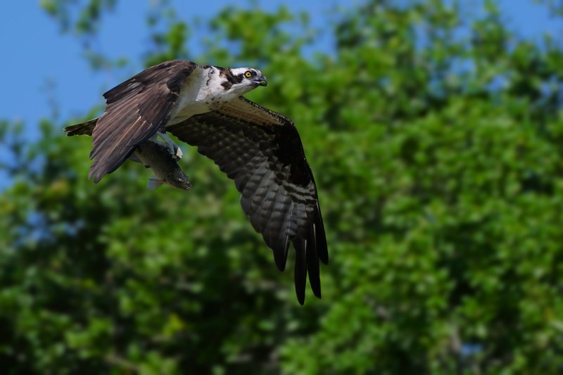 Osprey flying this way with a fish