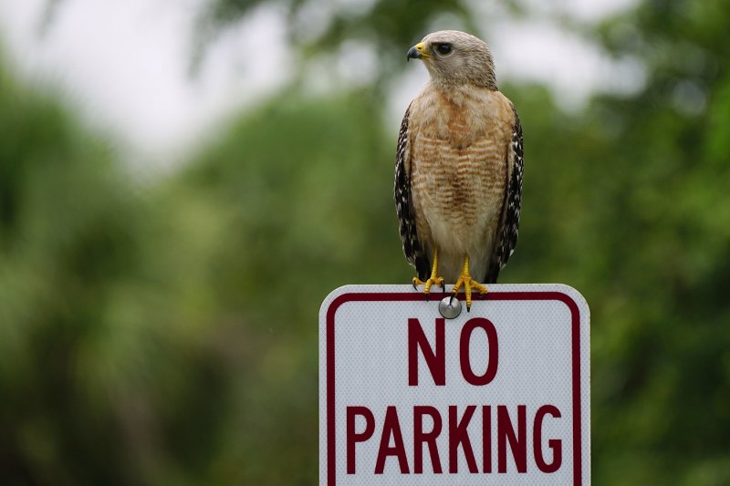Red-shouldered hawk didnt get the memo