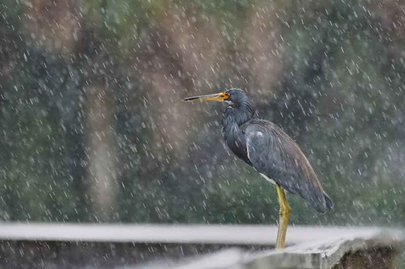 Tricolor heron in the rain