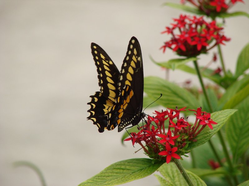 Black Butterfly macro