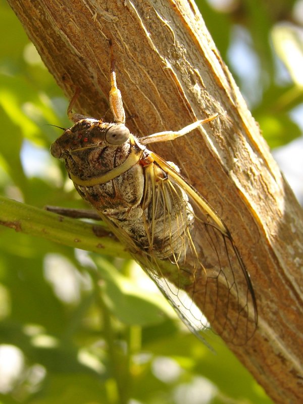 Cicada closer