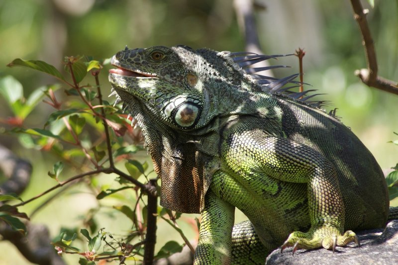 A300 Morikami green iguana eating