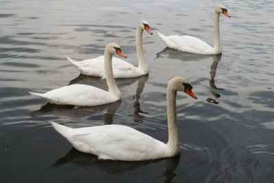 Swans at Marketplace