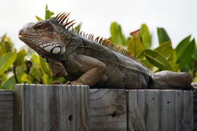 Green iguana sunning