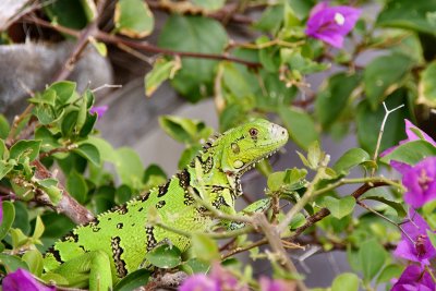 Brilliant young iguana colors