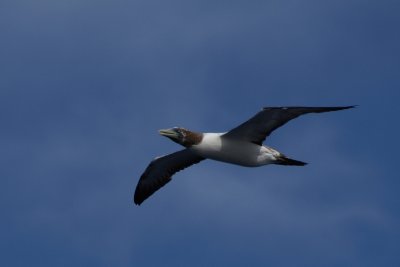 Brown booby used Noordam as island