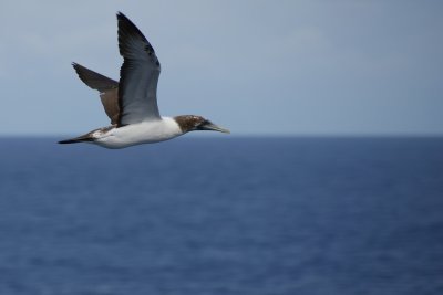 Brown booby