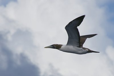 Brown booby