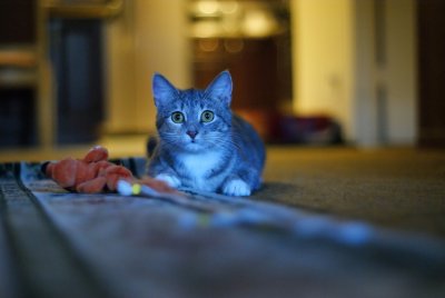 Mickey and toy, ISO1600