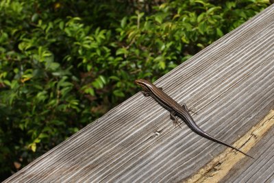 Gumbo Limbo - lizard