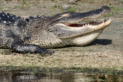 Alligator closer up