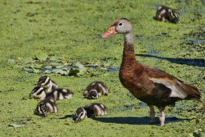 Black bellied whistling duck and chicks