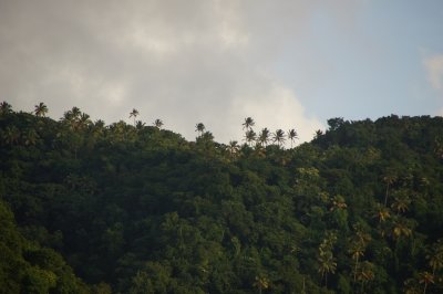 St. Lucia's tropical foliage