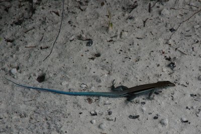 Blue-tailed skink on Half Moon Cay