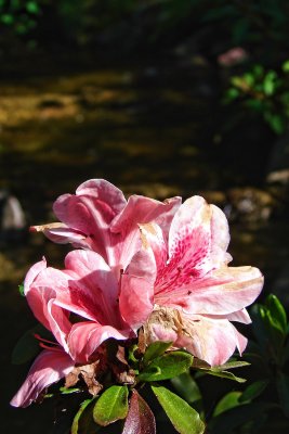 Pink Flower on water's edge