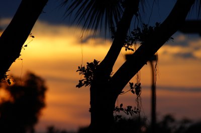 Sunset colors through the trees