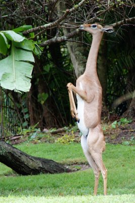 Gerenuk standing on two legs