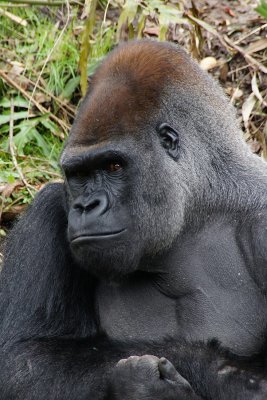 Silverback lowland gorilla portrait